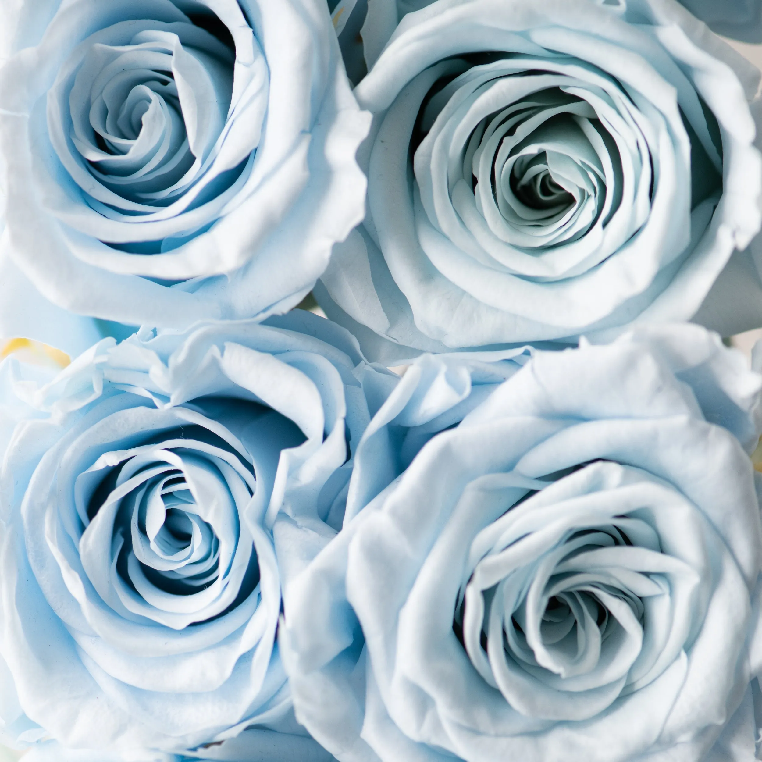 36 Rosebox Preserved