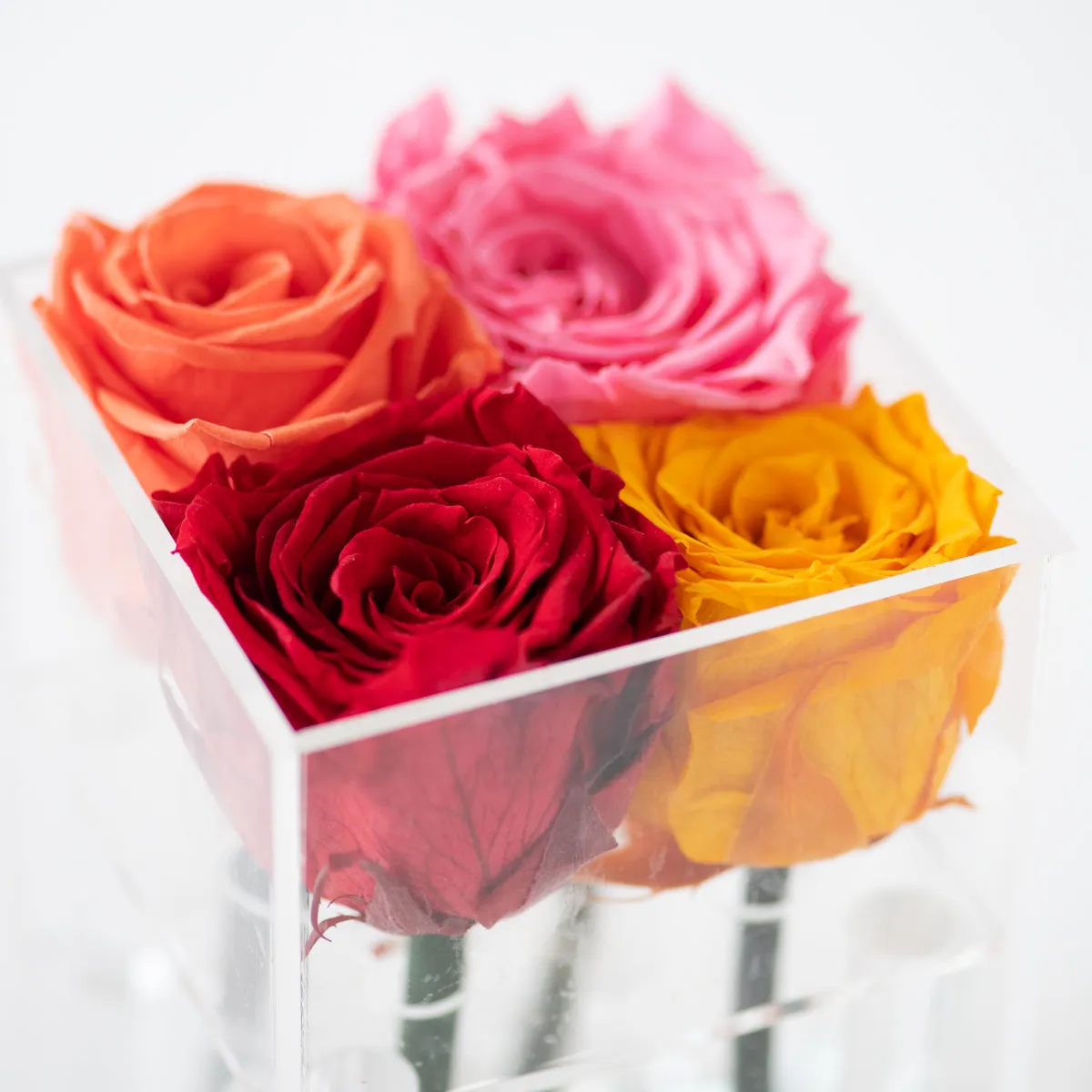 4 Roses Preserved