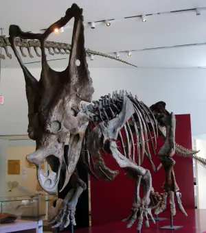 Chasmosaurus Skeleton cast replica dinosaur skull