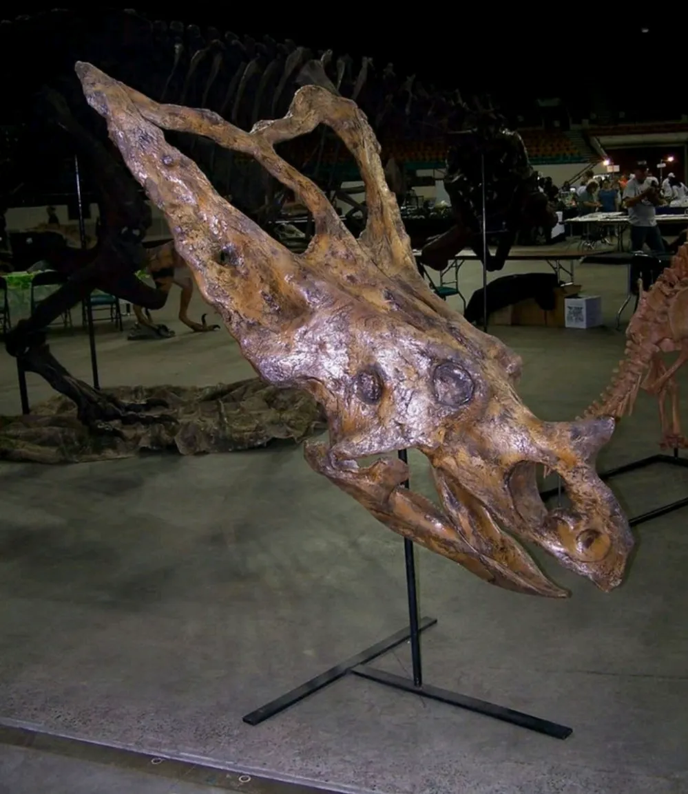 Chasmosaurus Skull cast replica dinosaur skull