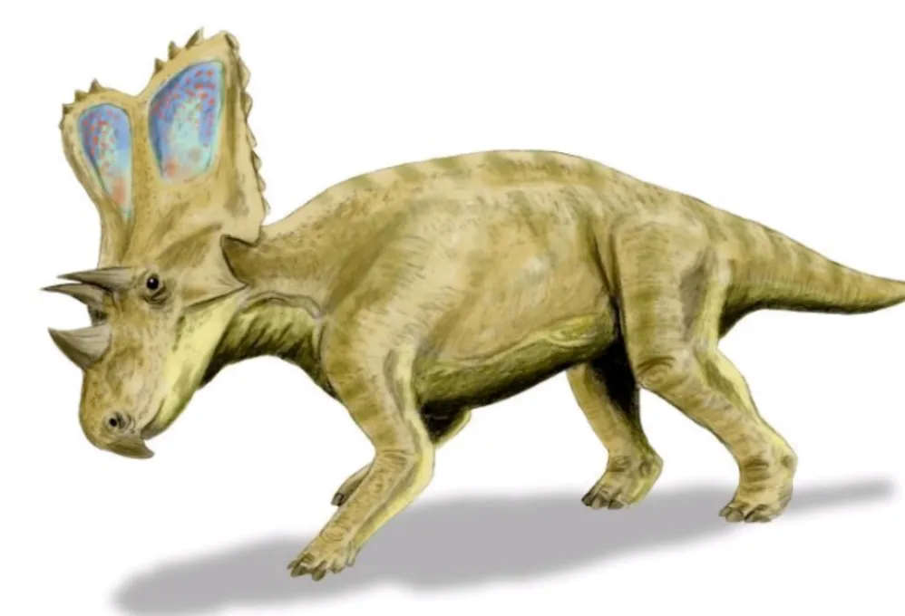 Chasmosaurus Skull cast replica dinosaur skull