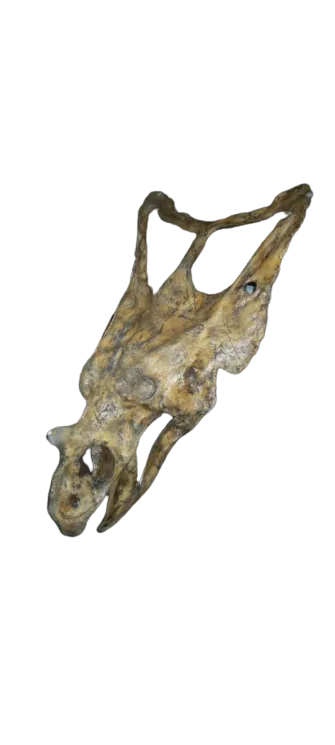 Chasmosaurus Skull cast replica dinosaur skull