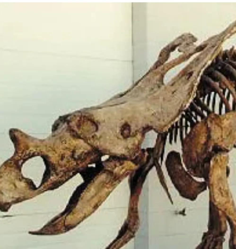 Chasmosaurus Skull cast replica dinosaur skull