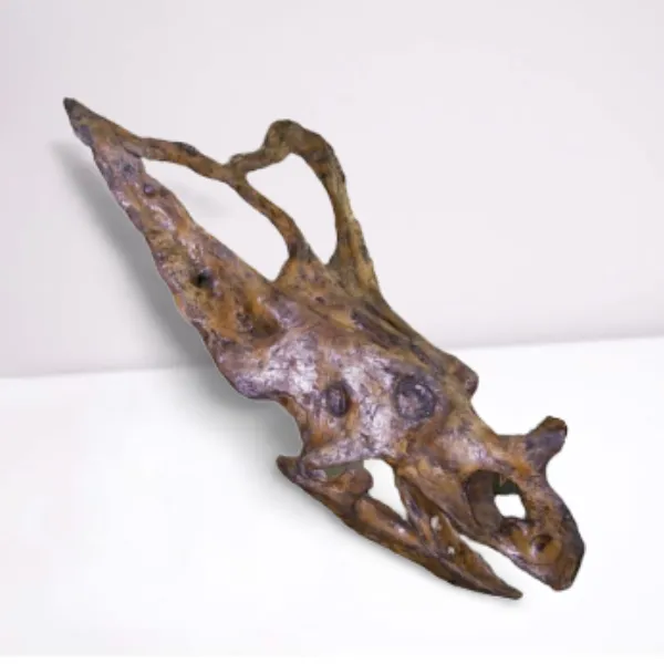Chasmosaurus Skull cast replica dinosaur skull