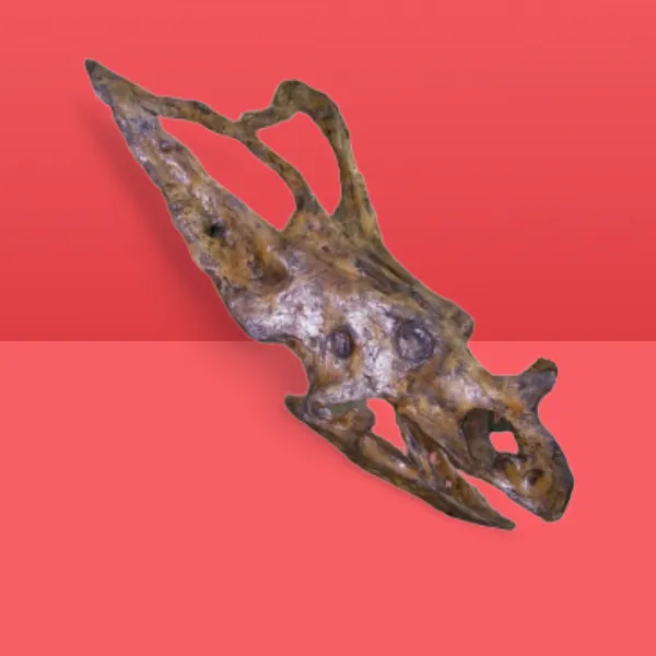 Chasmosaurus Skull cast replica dinosaur skull