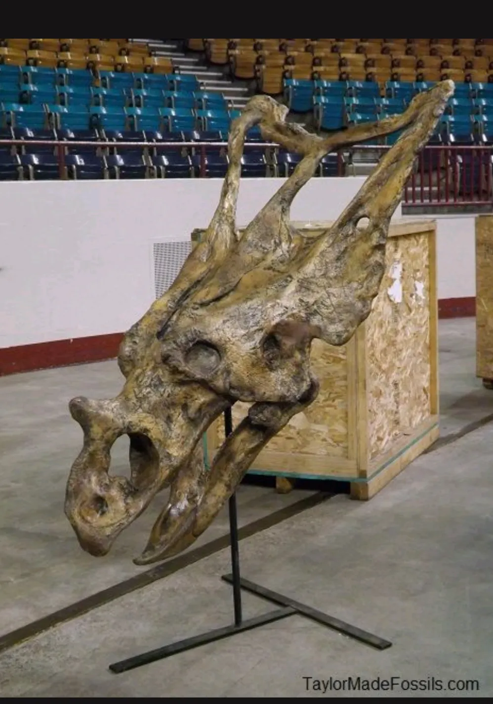 Chasmosaurus Skull cast replica dinosaur skull