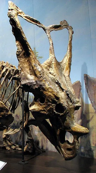 Chasmosaurus Skull cast replica dinosaur skull