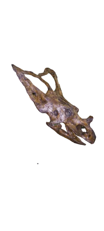 Chasmosaurus Skull cast replica dinosaur skull