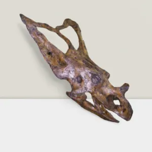 Chasmosaurus Skull cast replica dinosaur skull