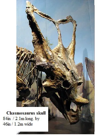 Chasmosaurus Skull cast replica dinosaur skull