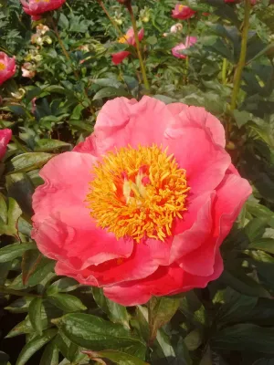 Florissa Peony Coral Reef - 2 Bulbs/Pkg