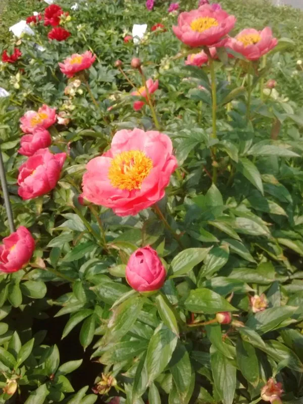 Florissa Peony Coral Reef - 2 Bulbs/Pkg