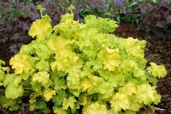 Heuchera 'Lime Rickey' (Coral Bells) - 1 Gallon Potted Perennial