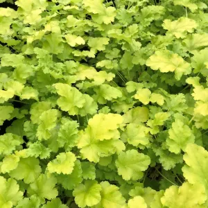 Heuchera 'Lime Rickey' (Coral Bells) - 1 Gallon Potted Perennial