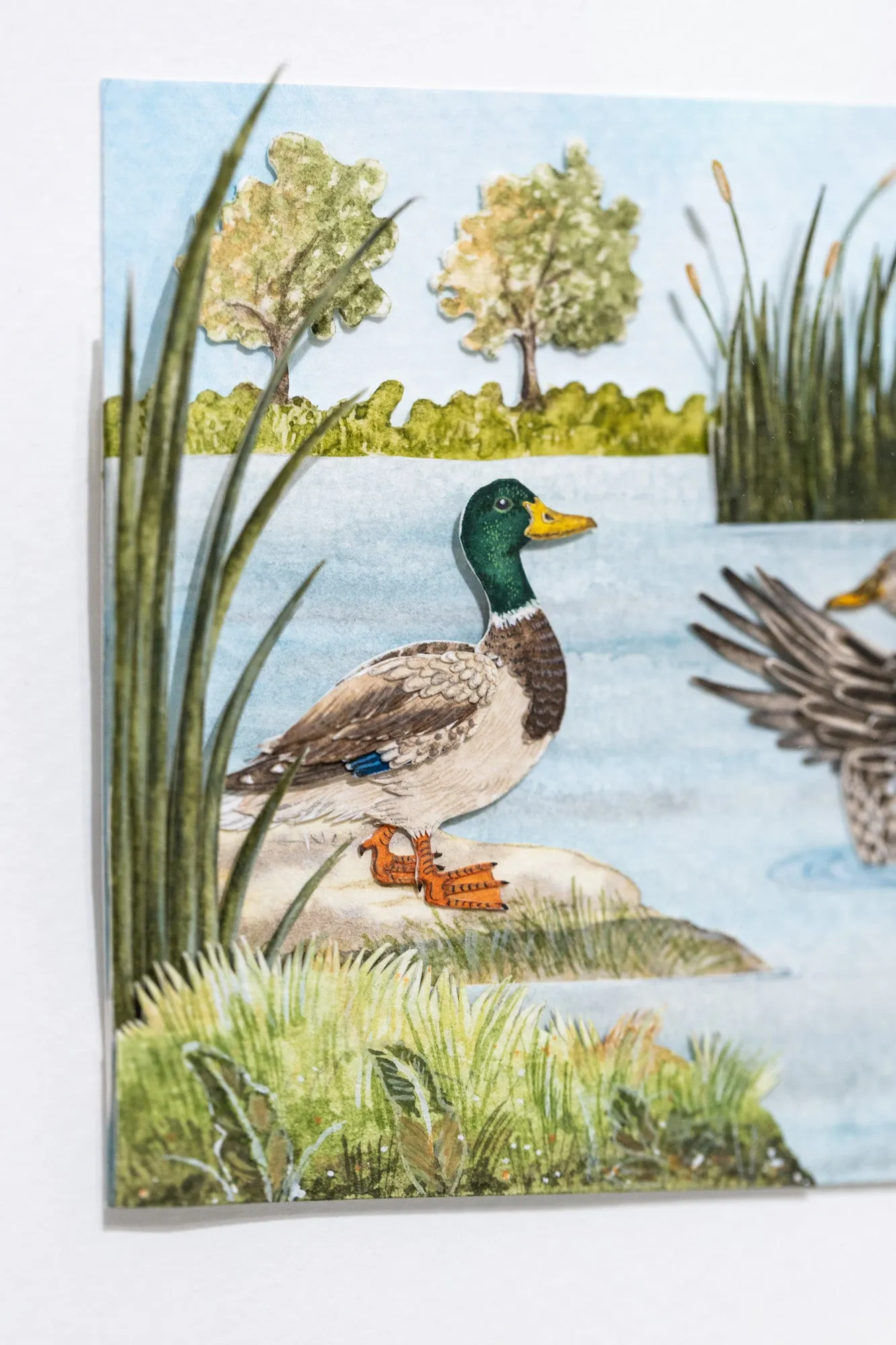 Mallard duck couple diorama