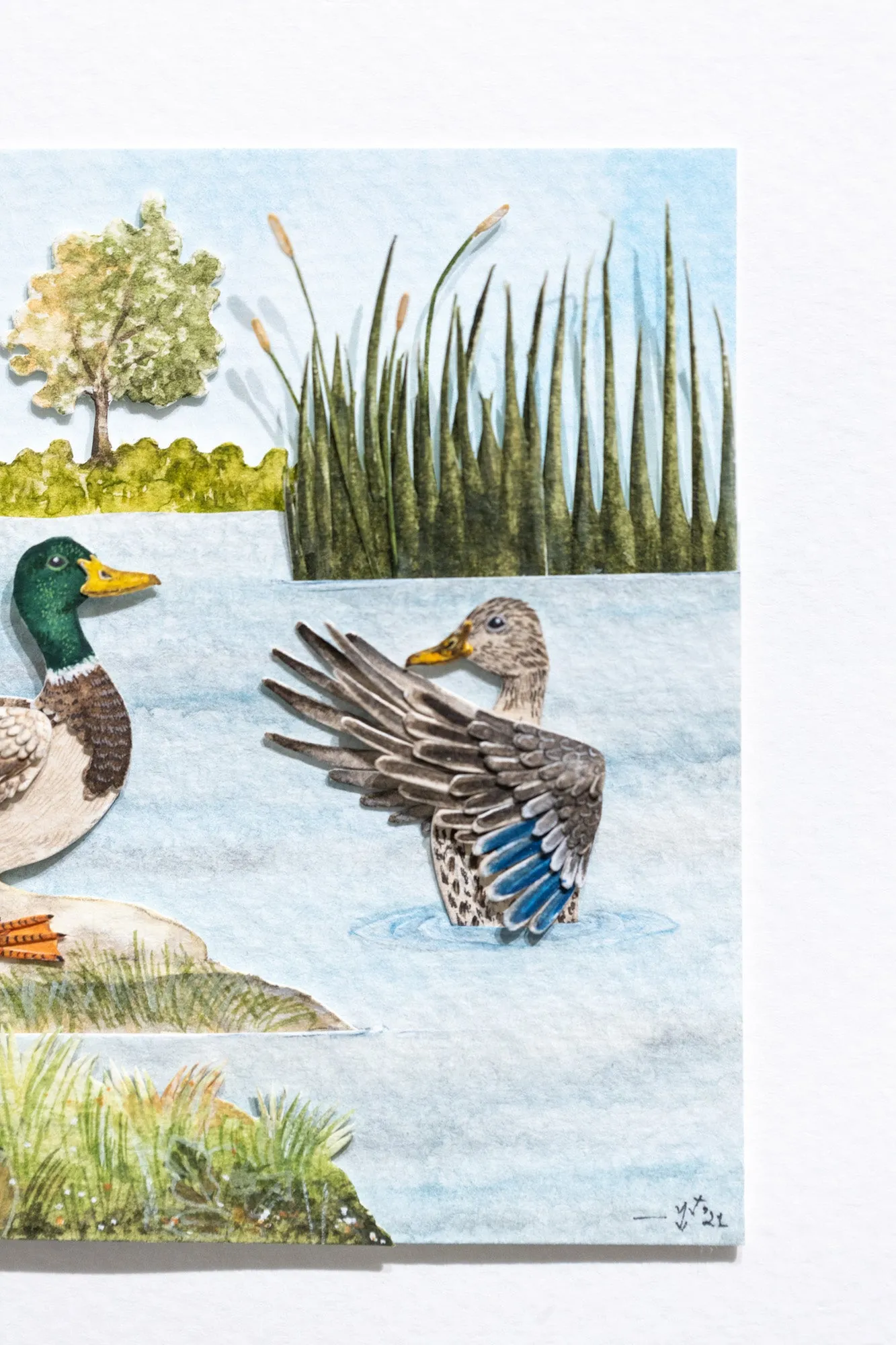 Mallard duck couple diorama
