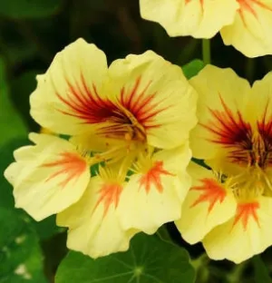 Nasturtium, Jewel Peach Melba
