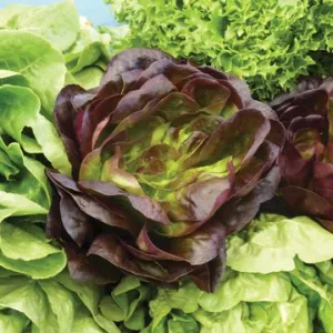 OSC Bronze Mignonette Lettuce Seeds (Aimers International) - Packet