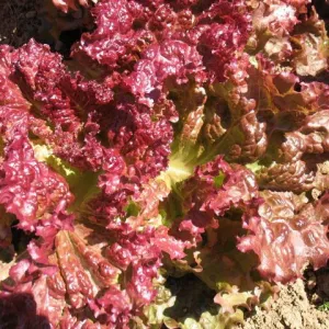 OSC Ruby Red Lettuce Seeds (Leaf Type) - Packet