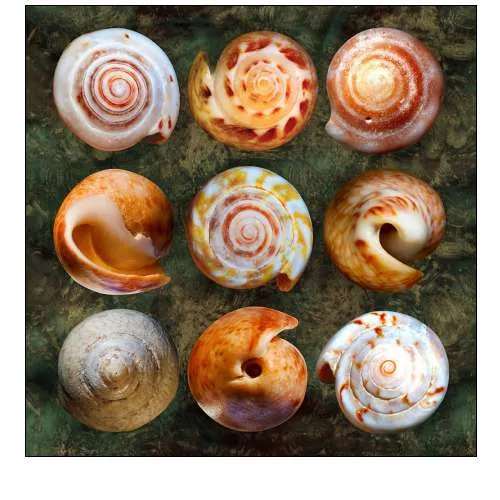Shell Spiral 2