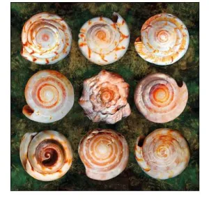 Shell Spiral 3