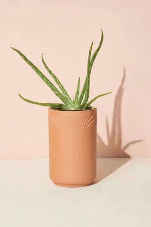 Terracotta Aloe Kit