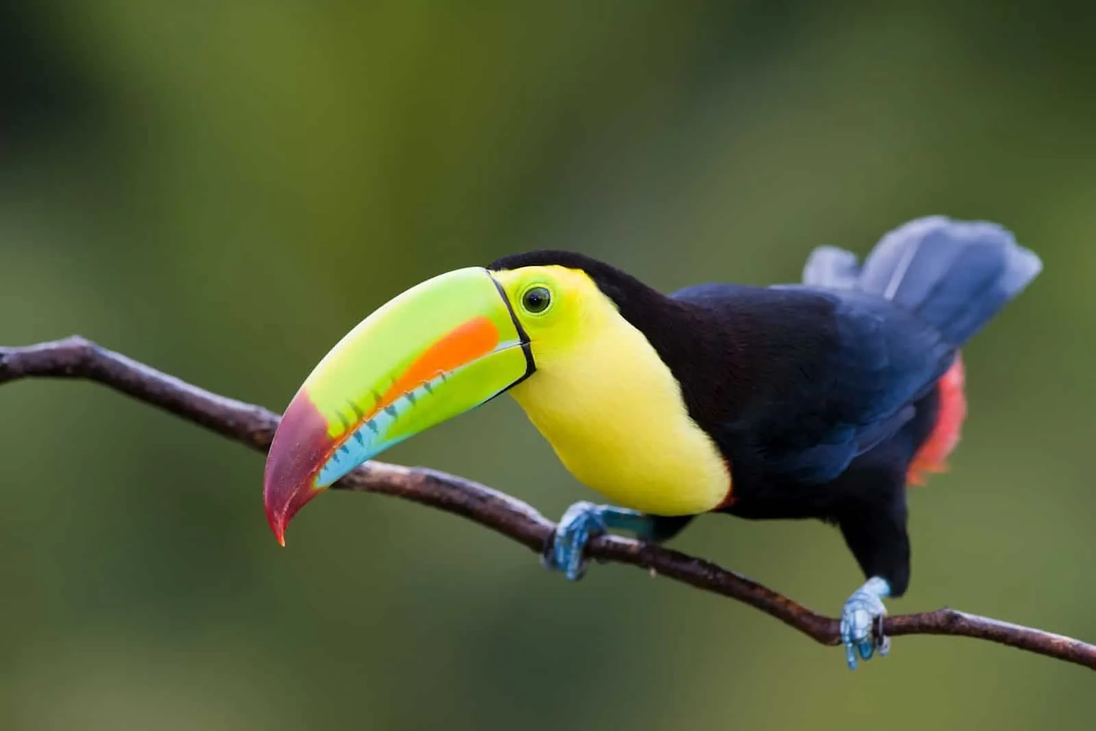 Toucans for earrings / 12 Pieces, 50mm